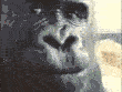 emoji_142