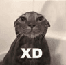 xdcat