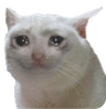 sad_cat
