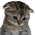sad_cat2