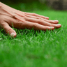 TouchGrass