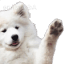 paw_wave