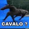 DBC_cavalo1