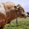 fatcow
