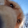 DixieSnoot