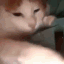 litcat