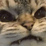 catBruh