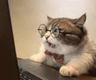 catDafaq