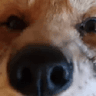 FoxSniff