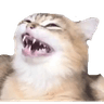 catgiggle