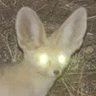 LaserFennec