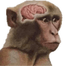 monkebrain