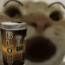 bloxycat