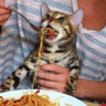 spaghecat