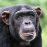 chimp