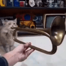 cat_trumpet