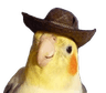 CowBirb