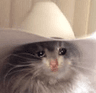 cowboy_cat