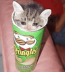 sad_pringle_cat