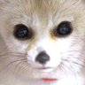 fen_stare