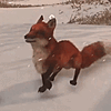 tippytaps