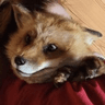Finnegetloved