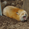 screamloaf