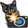 1676cameracat