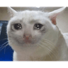 BT_catcry