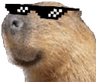 CoolCapybara