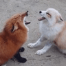 argument