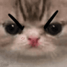 angrycat