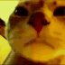 catrainbow