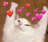 wholesomecat