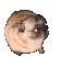 dance_dog