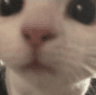 SS_catstare