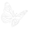 Whitebutterfly