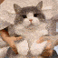 cutecat