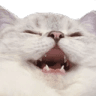 catkek