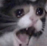 Crying_Cat