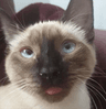 mercyblep