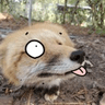 WinkBlep