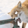 DerpNom