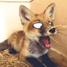 FoxPlay