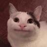 catbruh