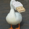 duck