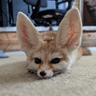 FennecFox
