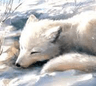 SleepyArctic
