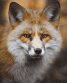 RedFox