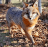GreyFox